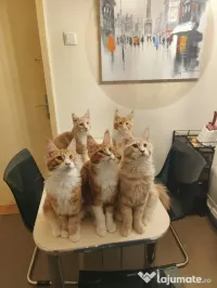 Pisica main coon 