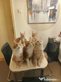 Pisica main coon