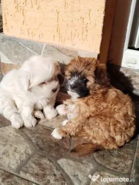 Căței bichon pufosi 