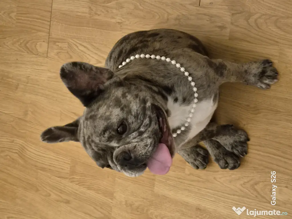 Mascul buldog francez