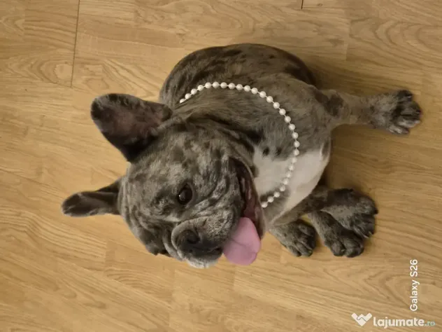 Mascul buldog francez