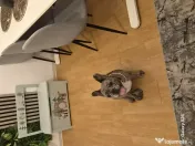 Mascul buldog francez