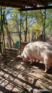 Porc de vânzare 