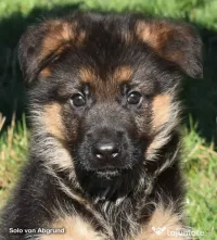 Mascul Ciobanesc German cu pedigree