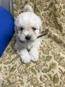 5 Puiuti de Bichon Maltez își caută familii iubitoare