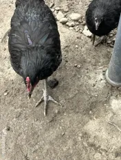Găini tinere de vanzare 