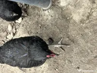 Găini tinere de vanzare 
