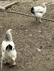 Găini tinere de vanzare 