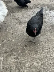 Găini tinere de vanzare 