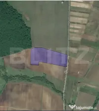 Teren agricol 40.000 mp, ideal pentru cultură de afine – 