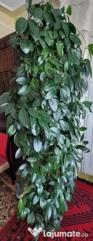 Hoya carnosa (Floarea de ceară) matură, aprox. 2 m înălțime, ghiveci 42 cm