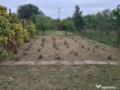 Vila 10 camere Aradul Nou 1635 