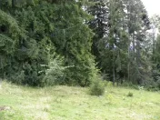 Teren intravilan Predeal 