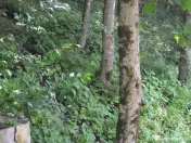 Teren intravilan situat in Brasov,Predeal, 