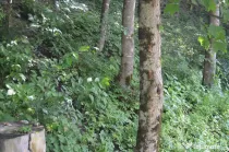 Teren intravilan situat in Brasov,Predeal,