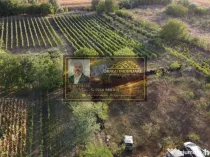 Teren intravilan Tecuci/Podgorie si Pomi Fructiferi/5000 mp