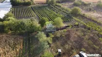 Teren intravilan Tecuci/Podgorie si Pomi Fructiferi/5000 mp