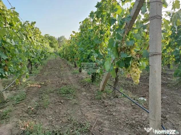 Teren intravilan Tecuci/Podgorie si Pomi Fructiferi/5000 mp
