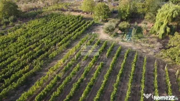 Teren intravilan Tecuci/Podgorie si Pomi Fructiferi/5000 mp