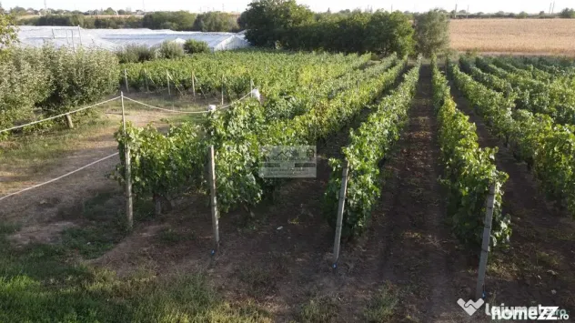 Teren intravilan Tecuci/Podgorie si Pomi Fructiferi/5000 mp