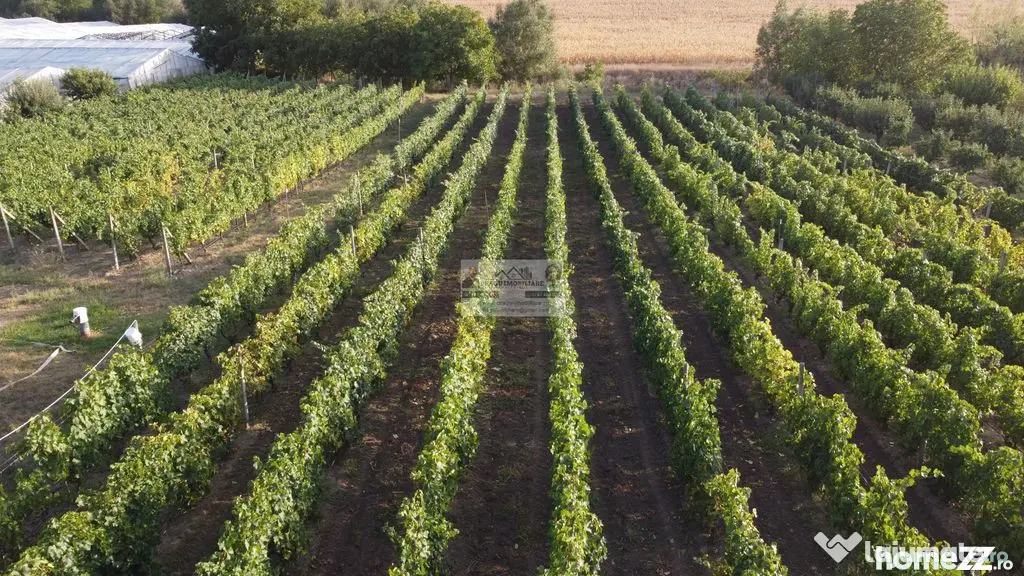 Teren intravilan Tecuci/Podgorie si Pomi Fructiferi/5000 mp