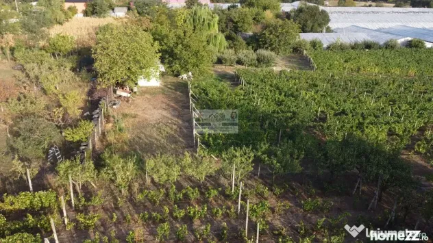 Teren intravilan Tecuci/Podgorie si Pomi Fructiferi/5000 mp