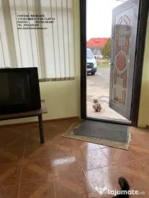 Spatiu comercial birouri/productie, de inchiriat