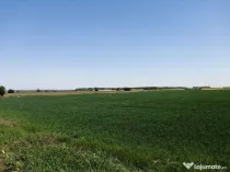 Teren intravilan 5114 mp in comuna 1 Decembrie - Ilfov