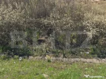 Teren 5117 mp intravilan, zona de Almaj