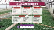 Rasaduri | Rasad de Ardei Kapia Ureche de Elefant, Gras, Gogosar, Iute 