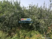 Com. Toporu,jud.Giurgiu,casa batraneasca si teren 2000 mp,ut