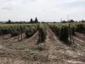 Conac boieresc + teren de 53.000 mp cu vita de vie 