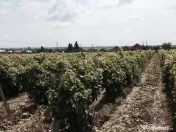Conac boieresc + teren de 53.000 mp cu vita de vie 