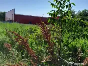 Movilita (IL)-teren de inch. 1800 mp stradal, 30 ml desch... 