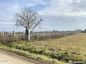 Afumati - Str. Iasomiei, 2409 MP, stradal, intravilan, de... 