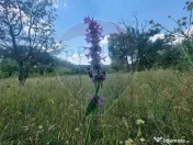 Teren intravilan 11.500 mp – Strada Cismari Vălenii ... 