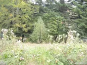 Busteni-Teren de vanzare cu o panorama superba 