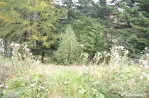 Busteni-Teren de vanzare cu o panorama superba