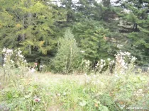 Busteni-Teren de vanzare cu o panorama superba