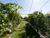 Casa visurilor cu livada roditoare si gradina amenajata Darm 