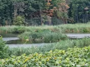 DE VANZARE Teren agricol 4500mp Moara Vlasiei 