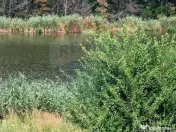 DE VANZARE Teren agricol 4500mp Moara Vlasiei 