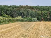 DE VANZARE Teren agricol 4500mp Moara Vlasiei 