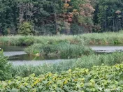 DE VANZARE Teren agricol 4500mp Moara Vlasiei 