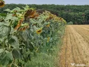 DE VANZARE Teren agricol 4500mp Moara Vlasiei 