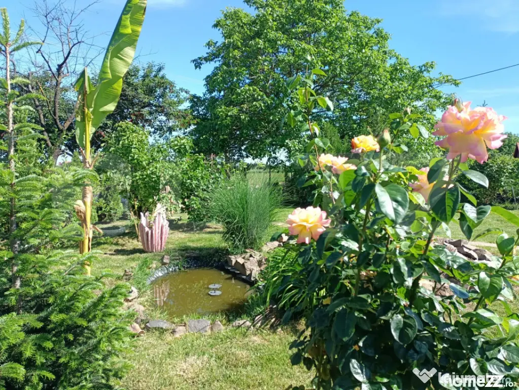 Teren 10 arii extravilan – zona Careiului - Satu Mare (Satu-Mare)