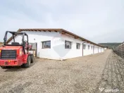 Ferma moderna de porci de vanzare in Curtuiusu Dejului 