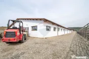 Ferma moderna de porci de vanzare in Curtuiusu Dejului 