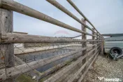 Ferma moderna de porci de vanzare in Curtuiusu Dejului 