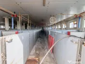 Ferma moderna de porci de vanzare in Curtuiusu Dejului 